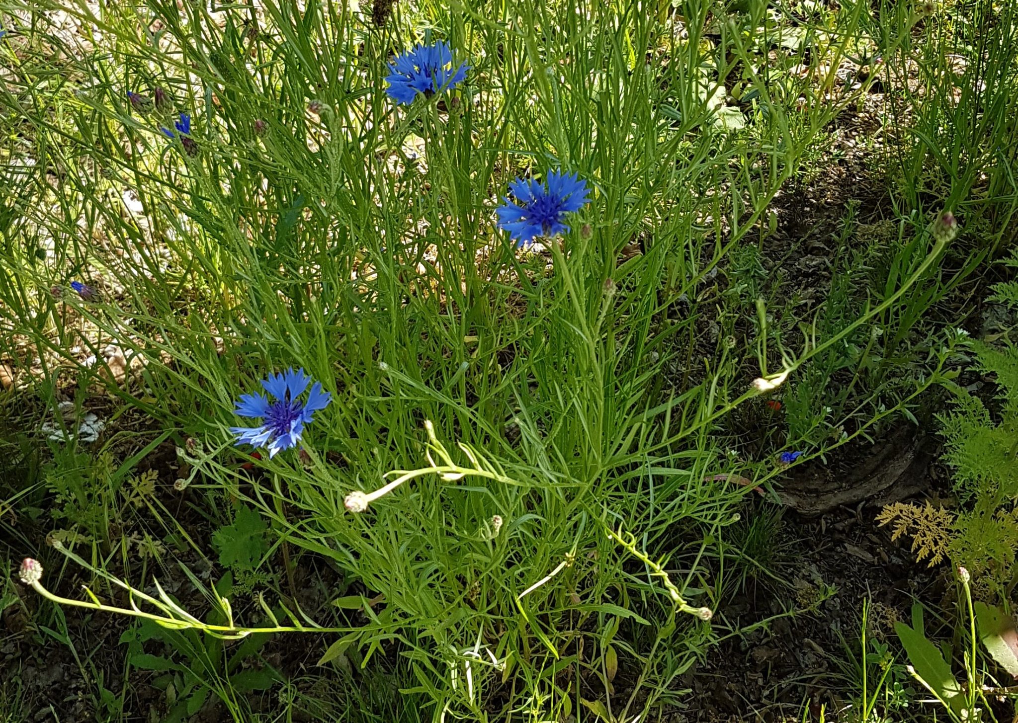 Preiset den Herrn! – Haischmann